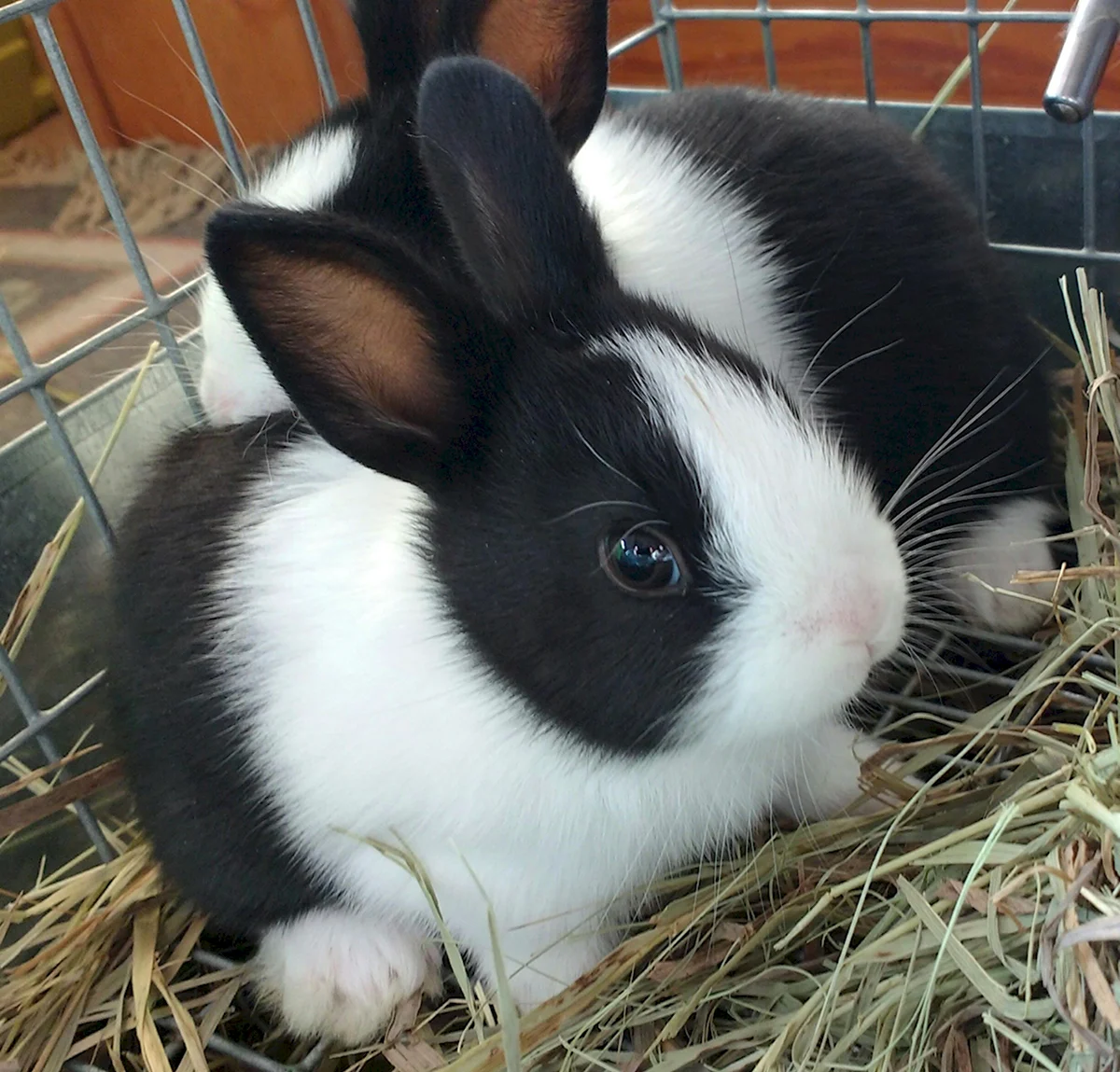 Карликовый кролик черно белый