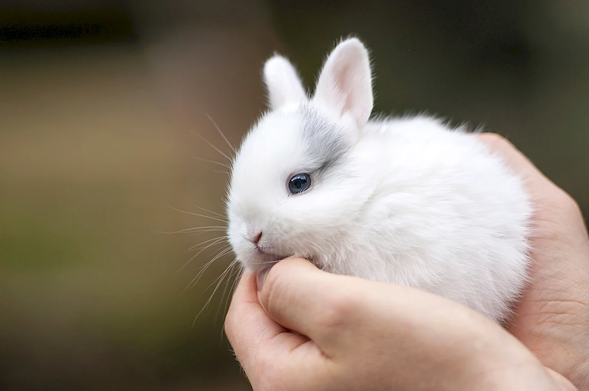 Карликовый кролик гермелин