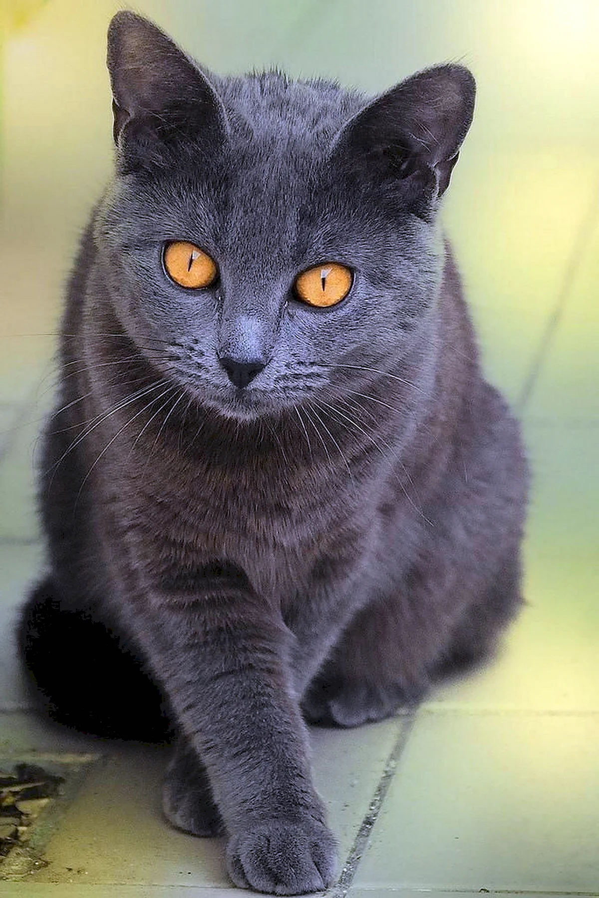 Картезианская кошка шартрез