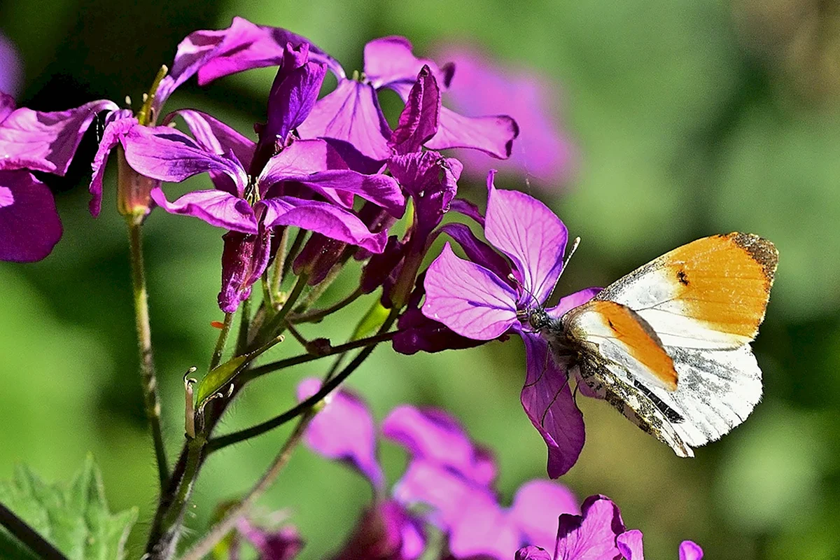 Картинки природа красивые бабочки