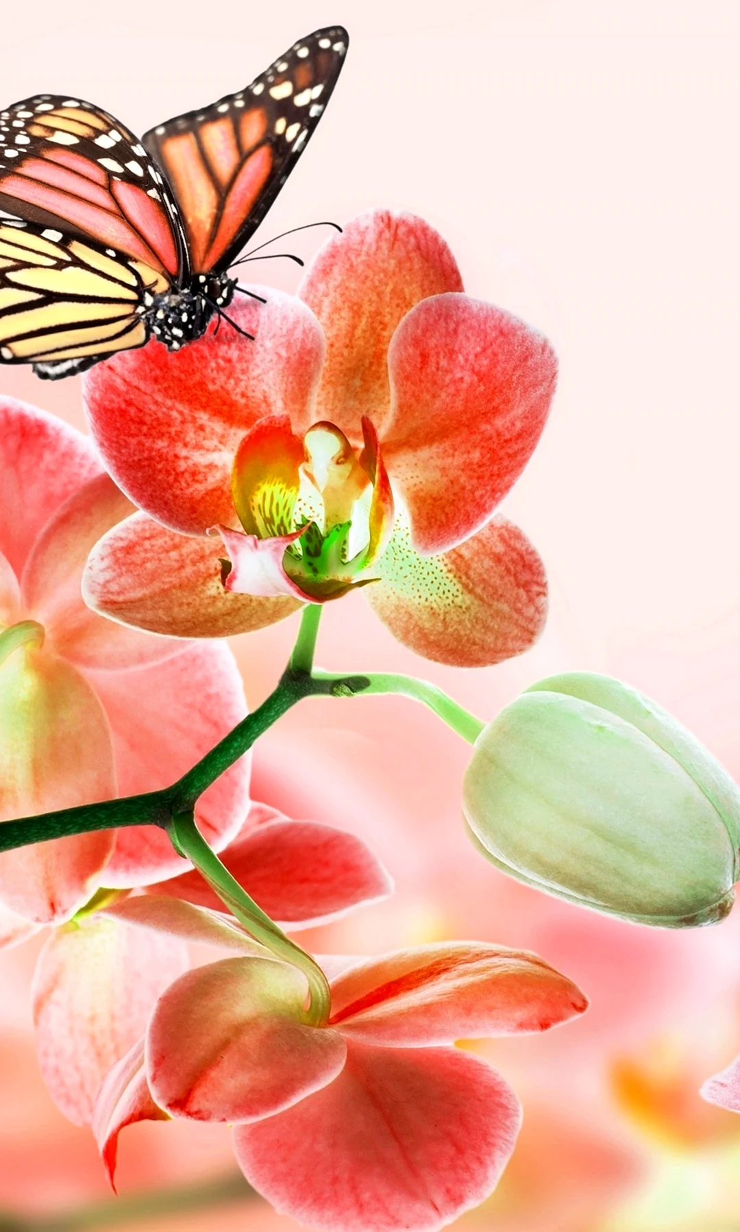 Картинки с днём рождения с орхидеями и бабочками женщине