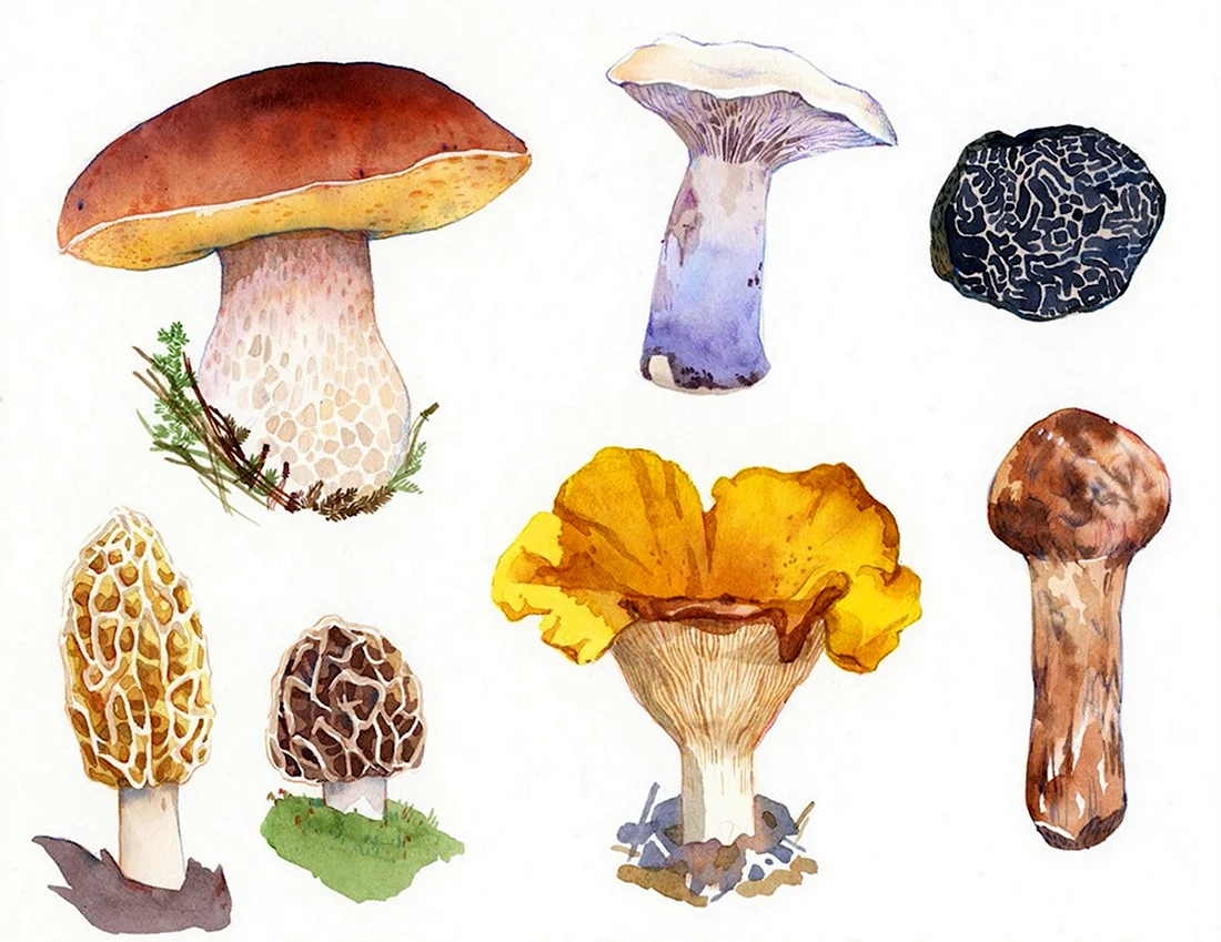 Карточки грибов