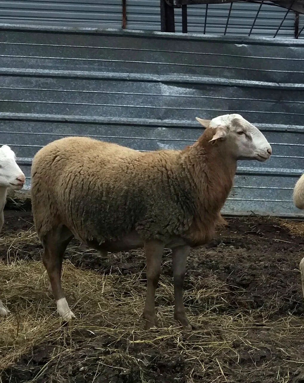 Катунская порода овец