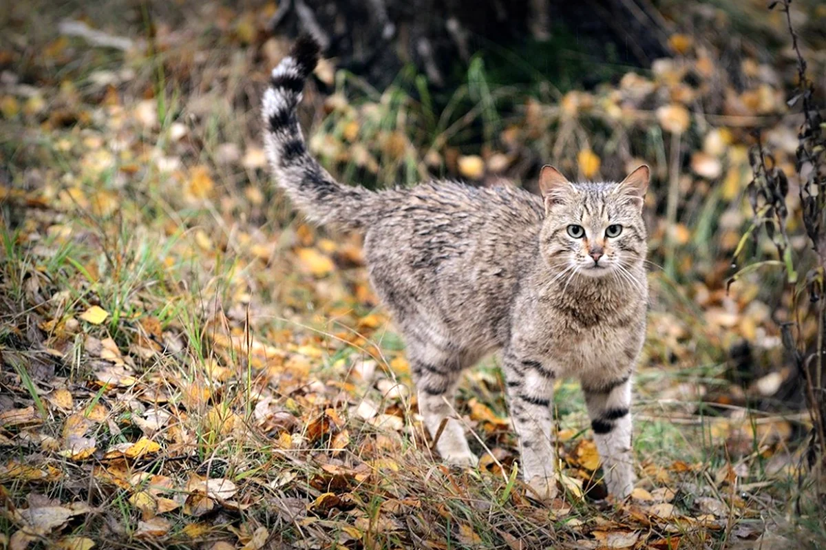 Кавказская Лесная кошка