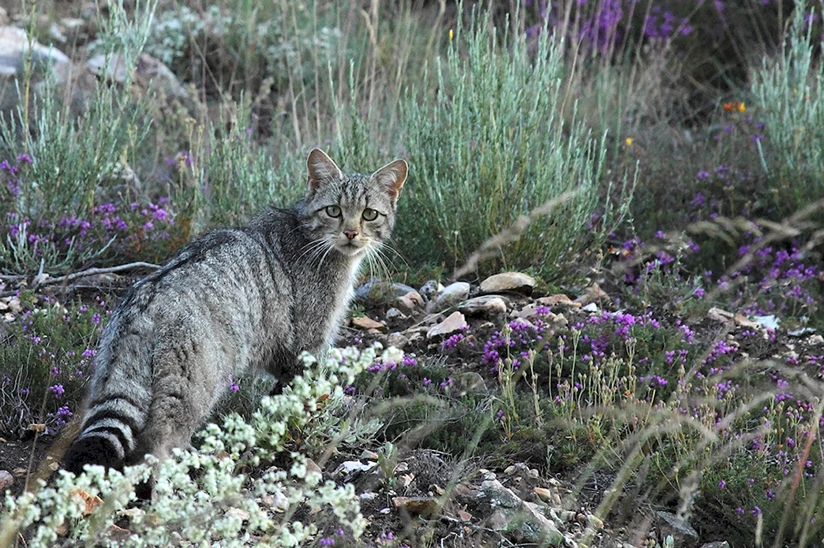 Кавказская Лесная кошка Felis Silvestris Caucasica