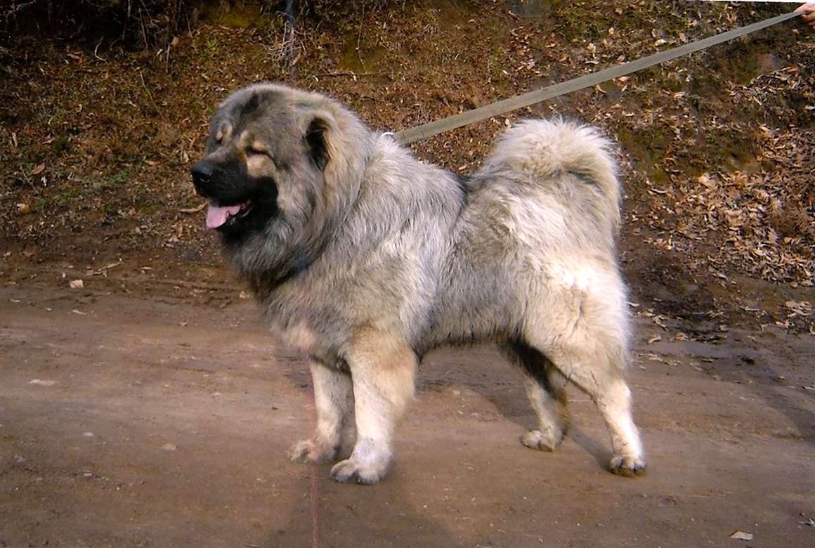 Кавказская овчарка волкодав