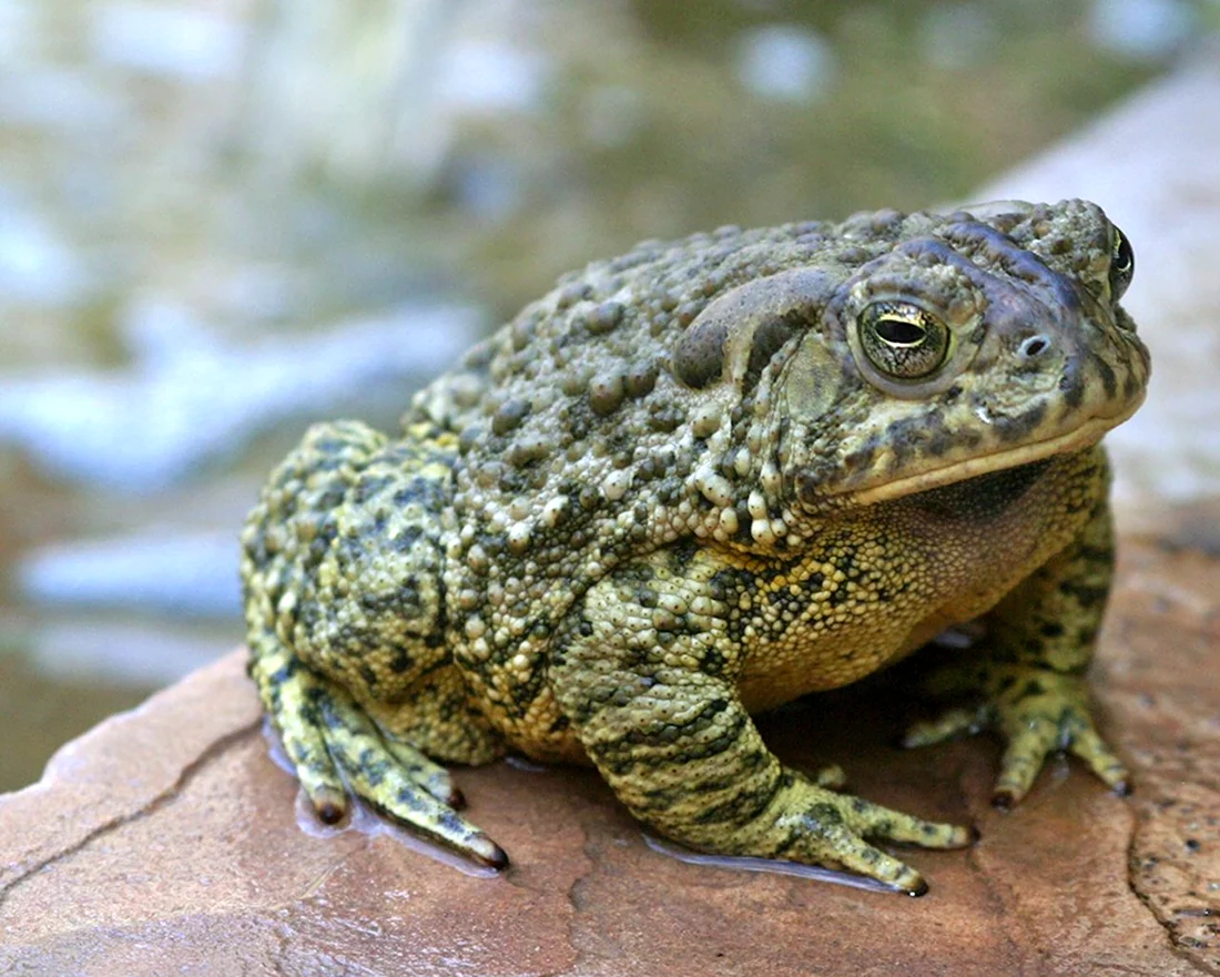 Кавказская жаба Bufo verrucosissimus