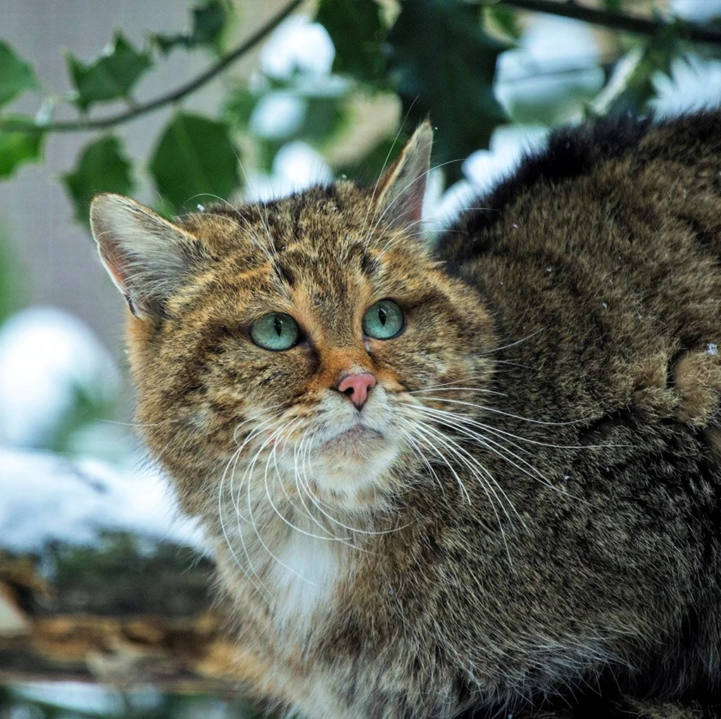 Кавказский Лесной кот