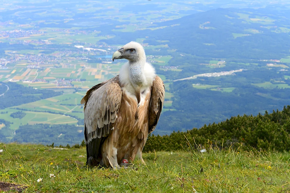 Кавказский заповедник птицы белоголовый СИП