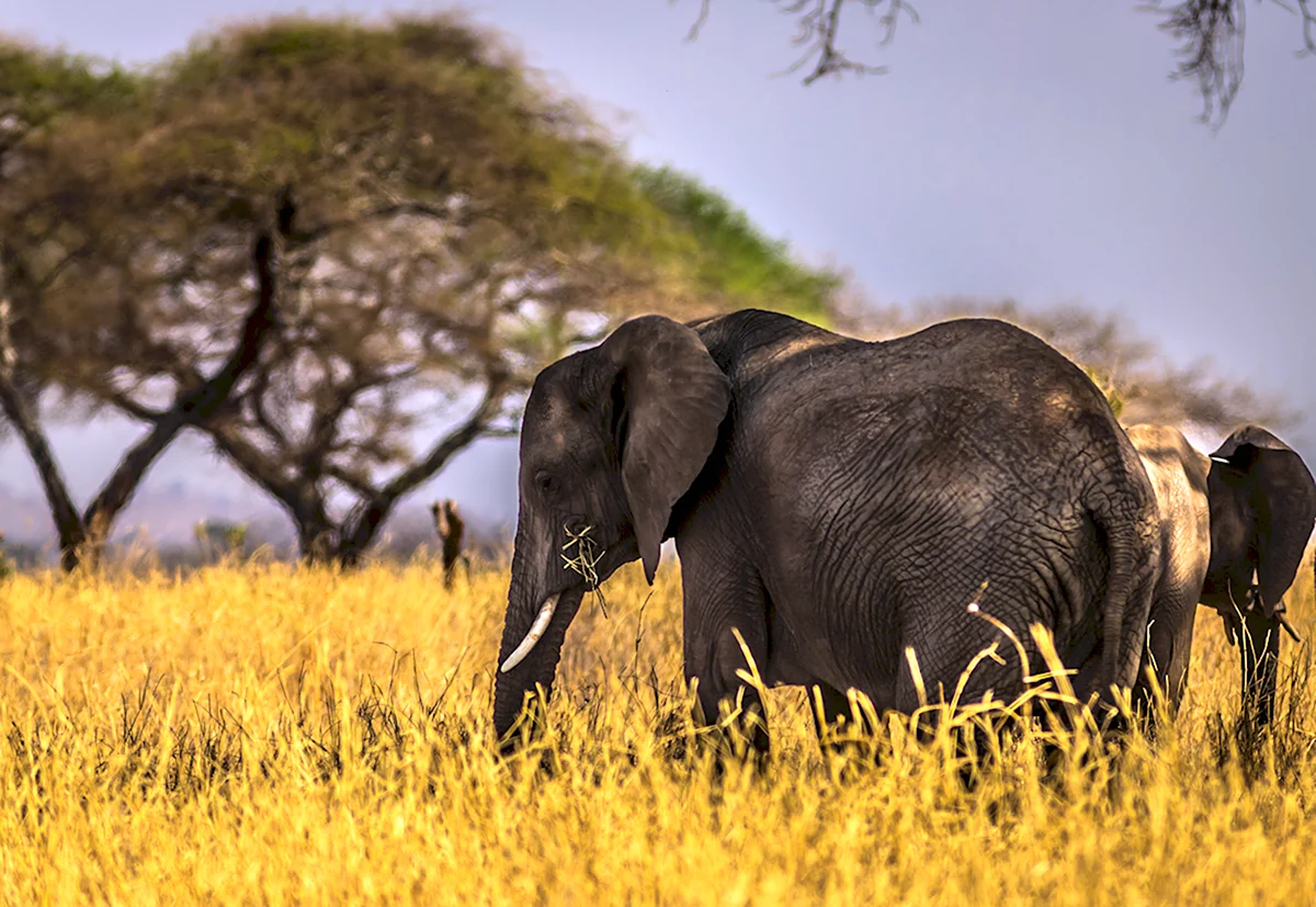 Кения сафари слоны