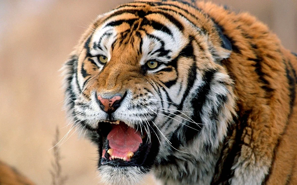 Хищные животные тигр оскал