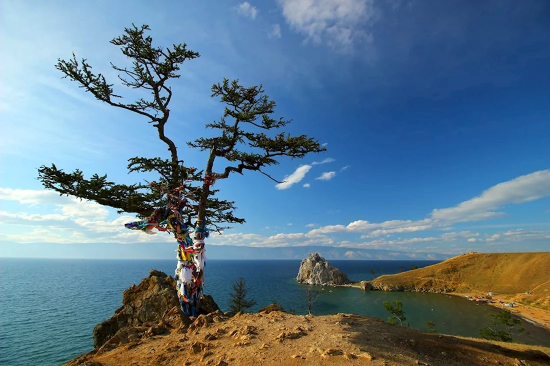 Ходульные деревья на Байкале