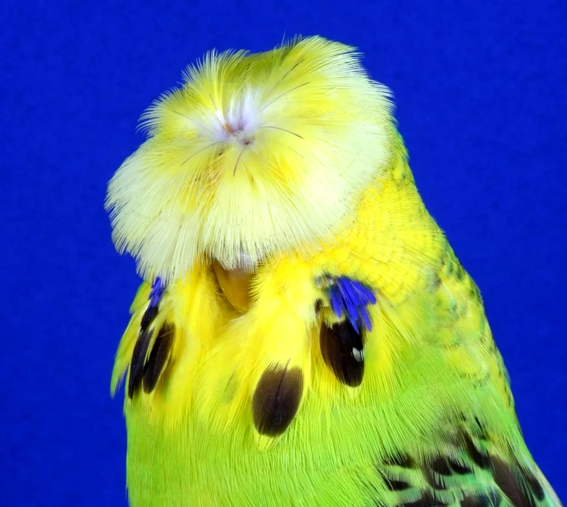 Хохлатый волнистый попугай