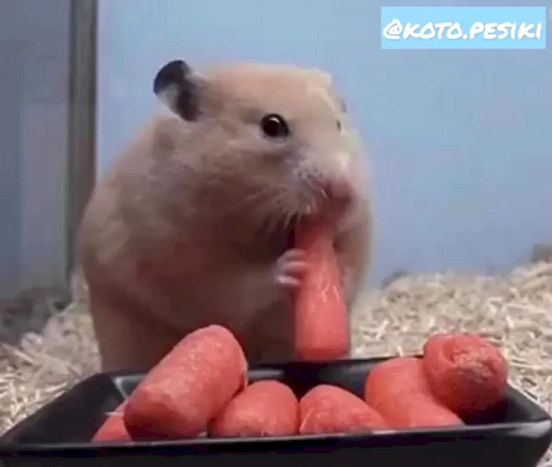 Хомяк ест морковку