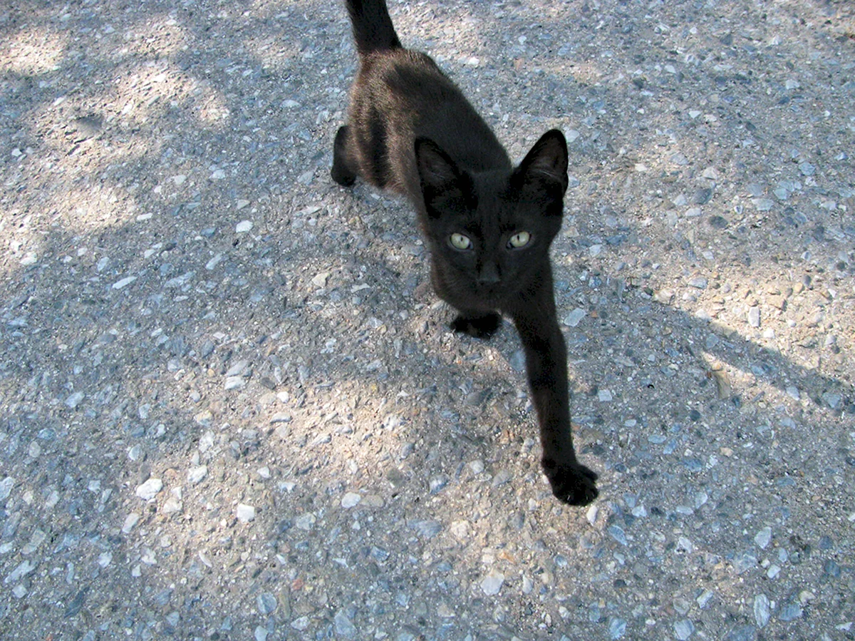 Худая черная кошка