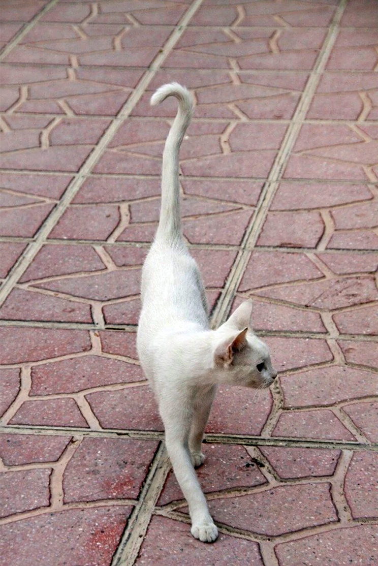 Худой белый кот