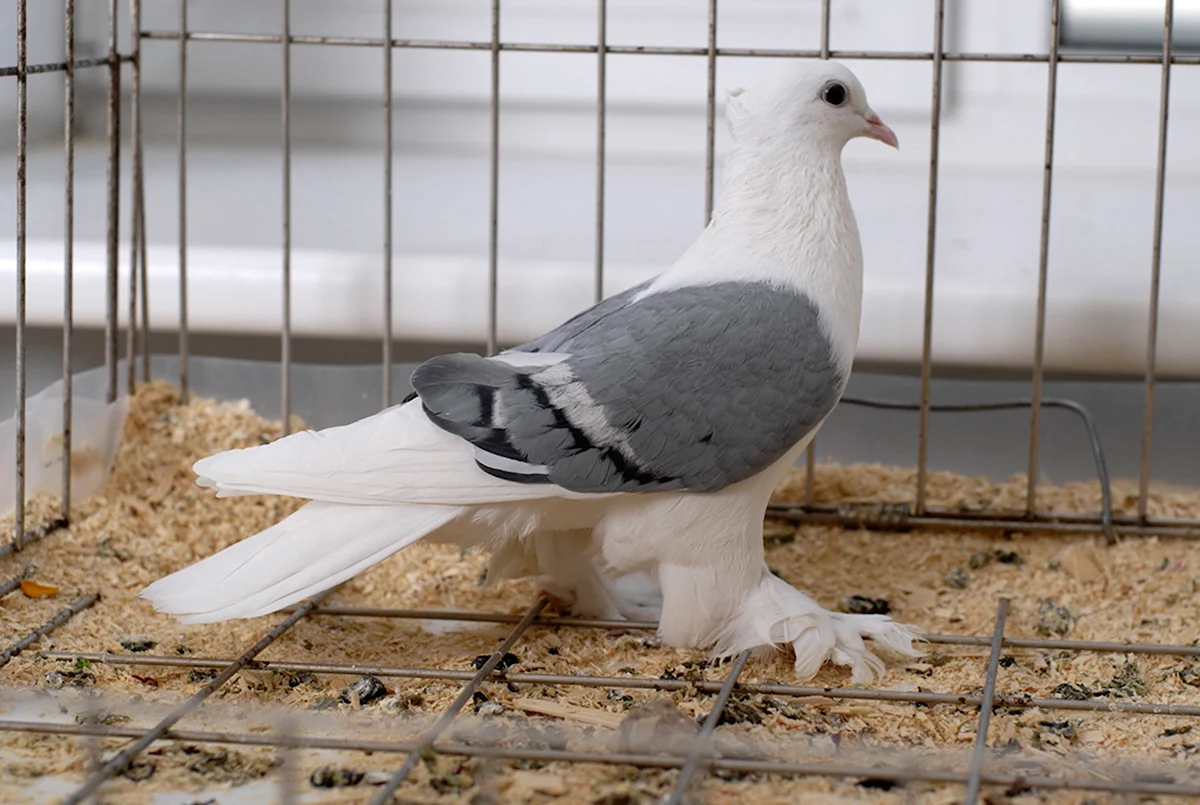 Китайская Чайка порода голубей