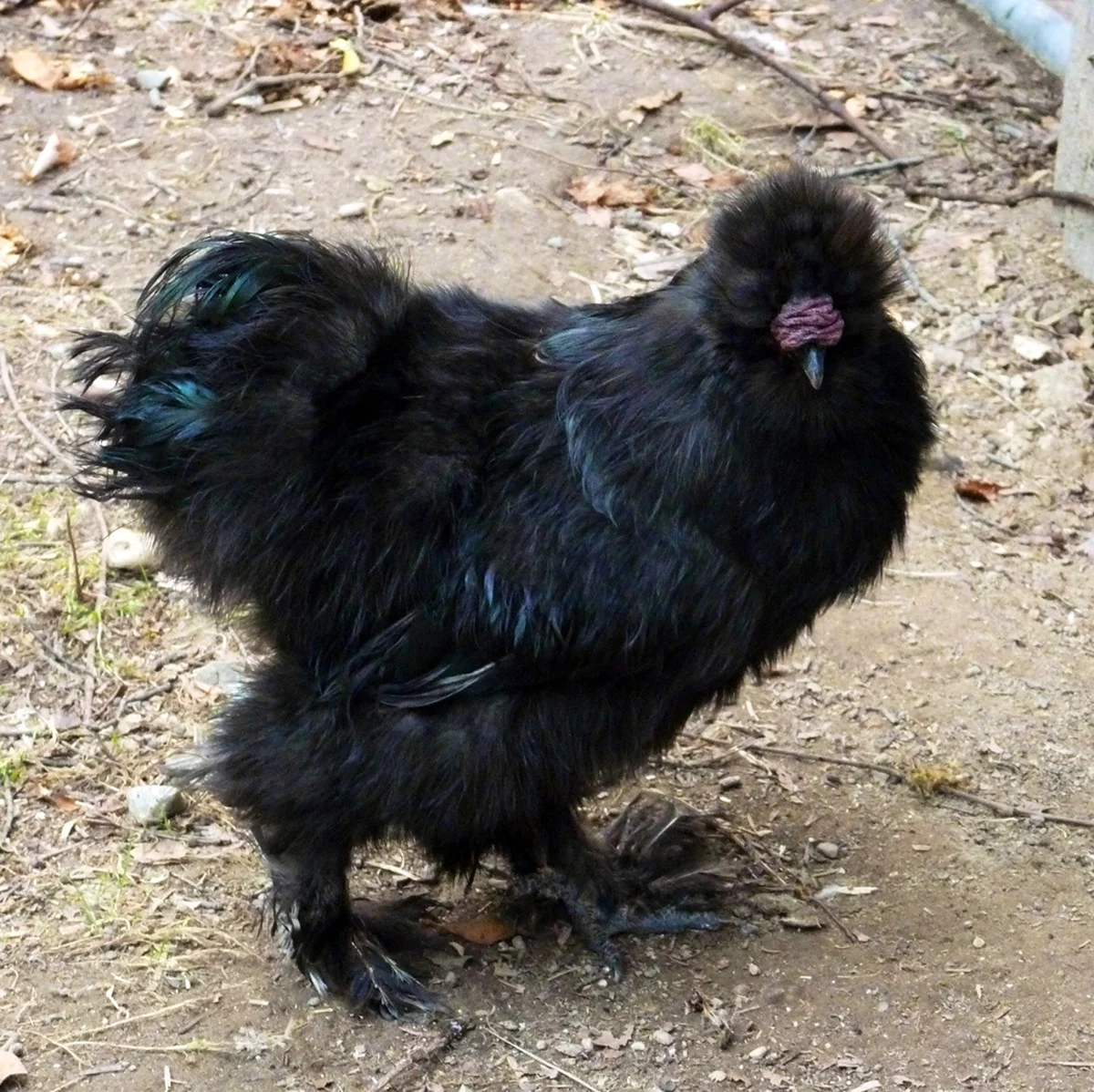 Китайская порода кур черная