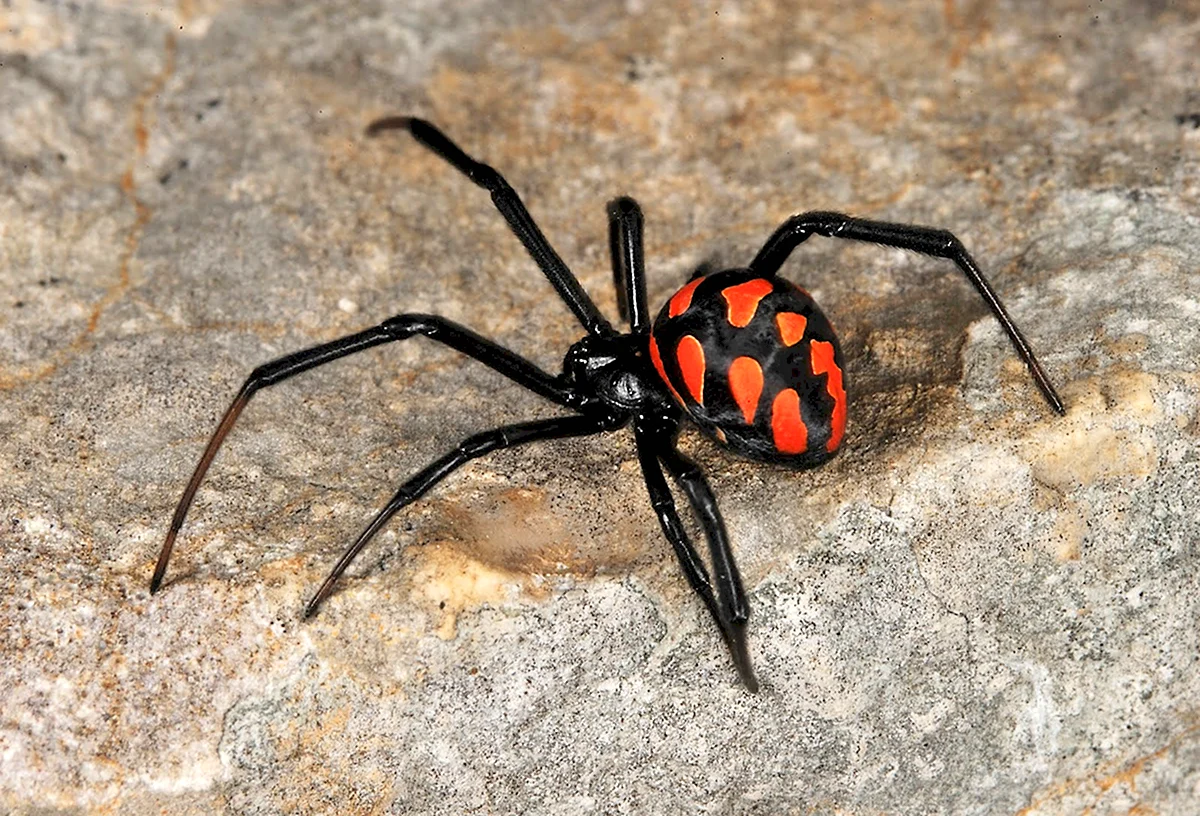 Класс паукообразные паук чёрная вдова