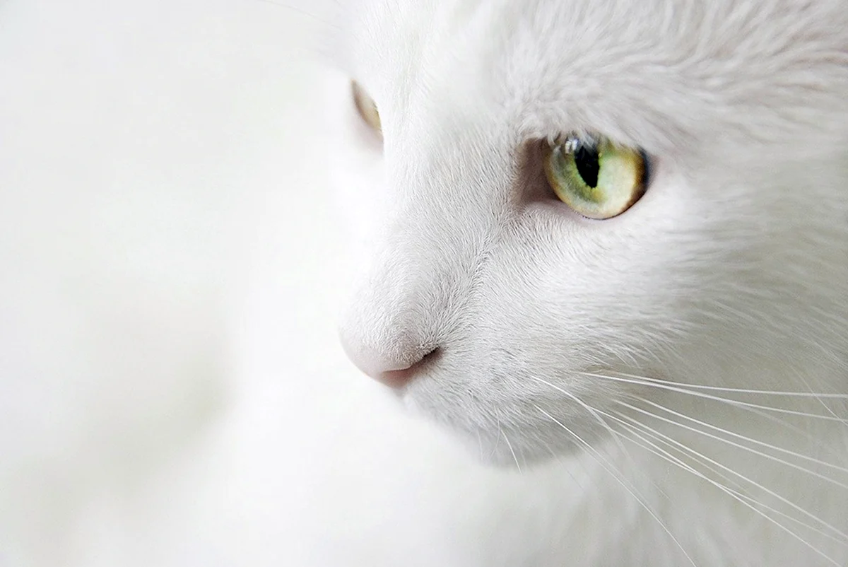 Классные белые коты