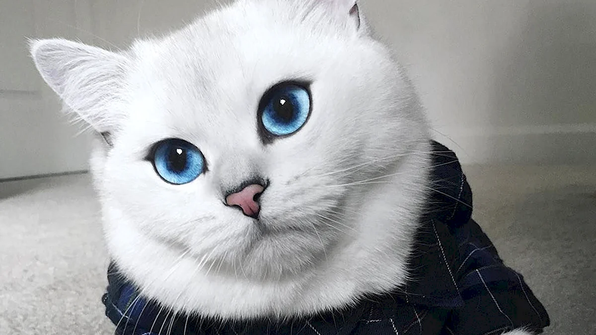Коби кошка с голубыми глазами