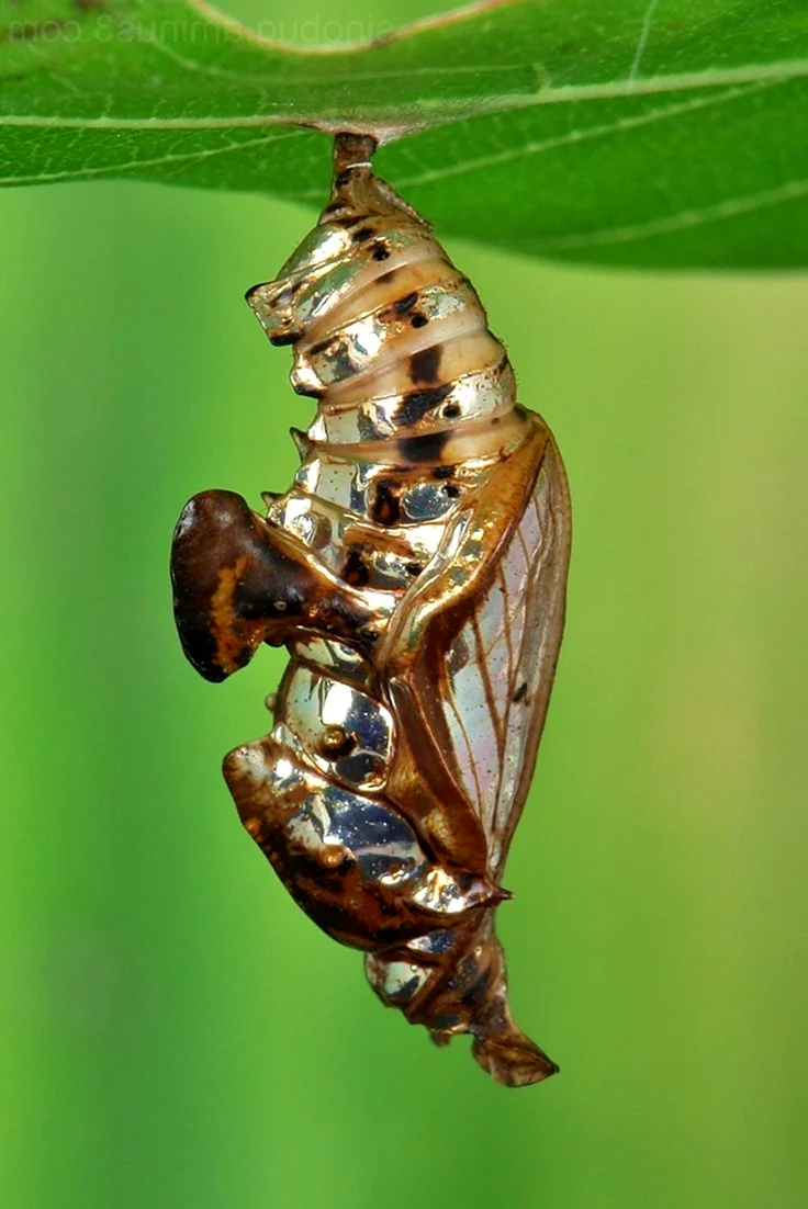 Кокон бабочки Коцебу