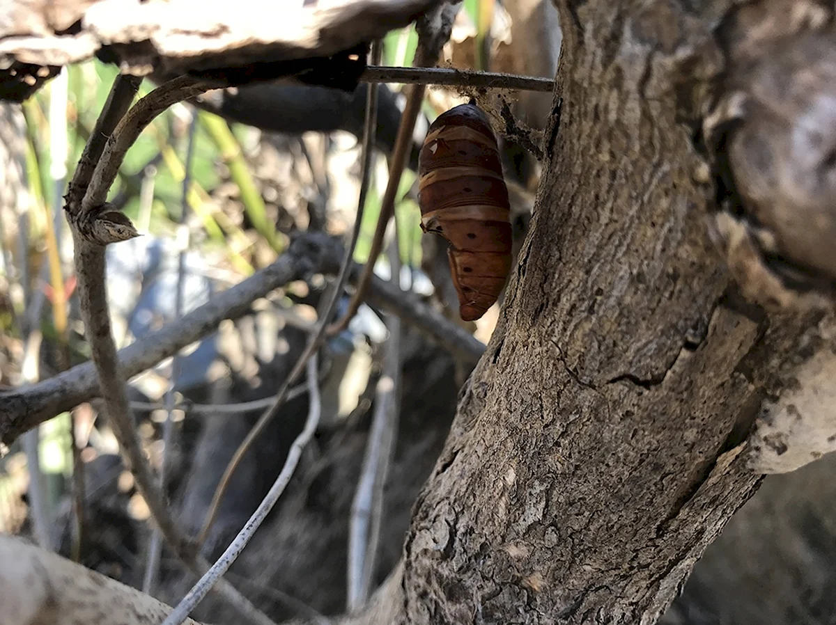 Кокон бабочки на дереве