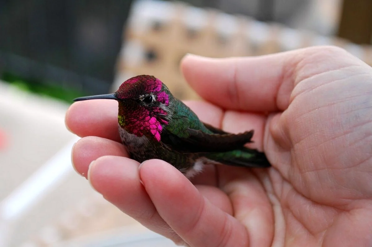 Колибри самая маленькая птица