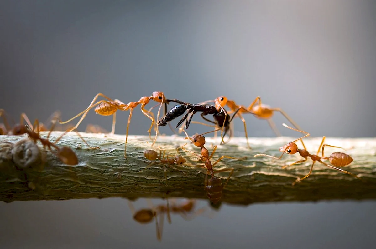 Колония термитов муравьев