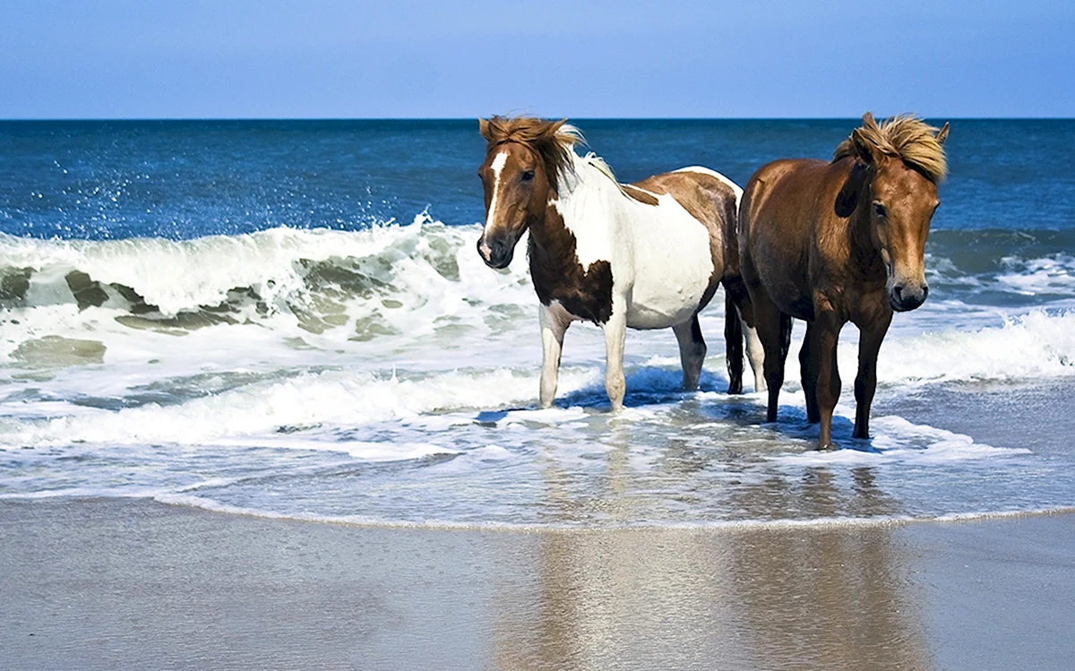 Конь на берегу