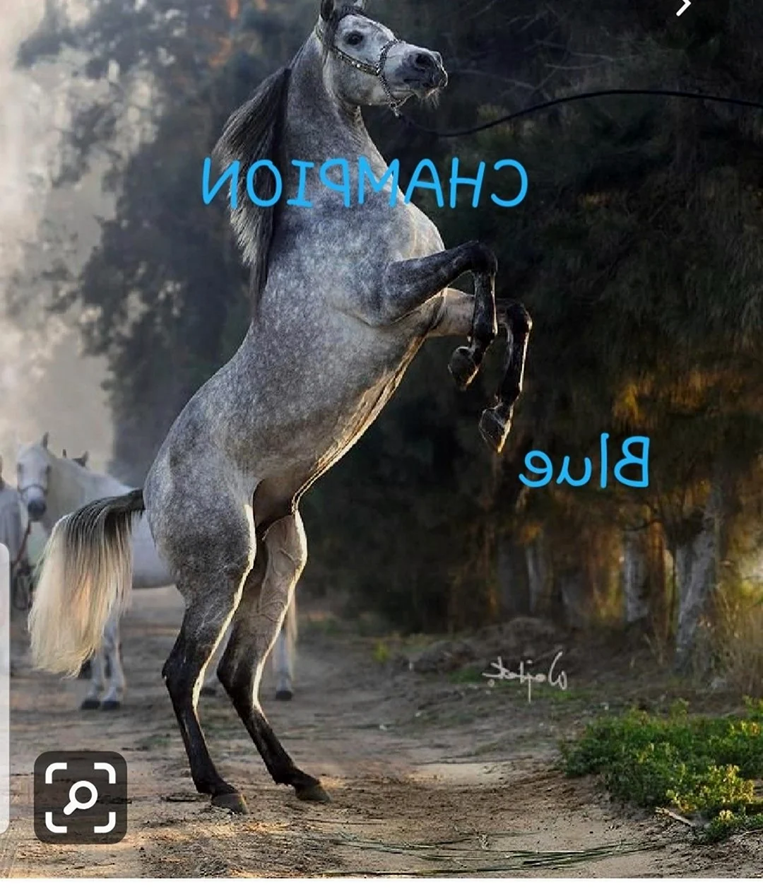 Конь в движении