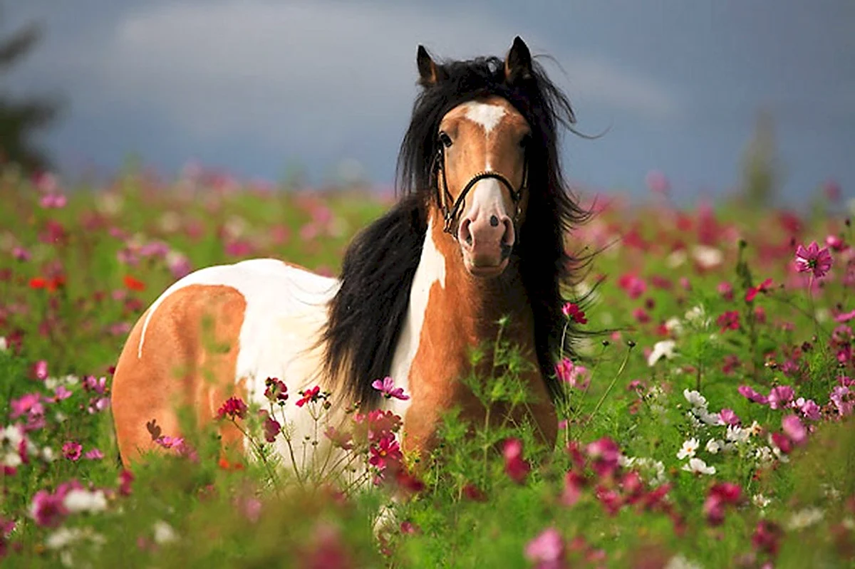 Конь в цветах