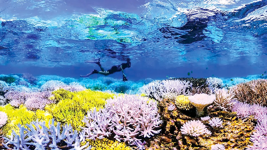 Коралловые рифы большой Барьерный риф