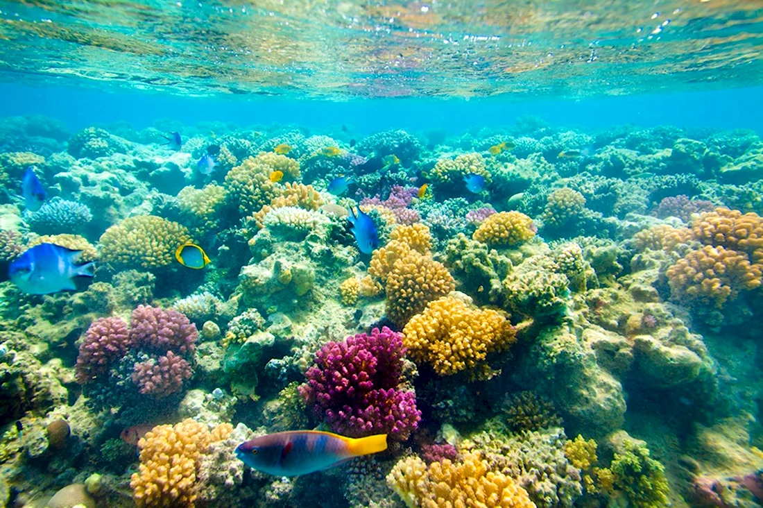 Коралловые рифы РОСМУХАМЕД