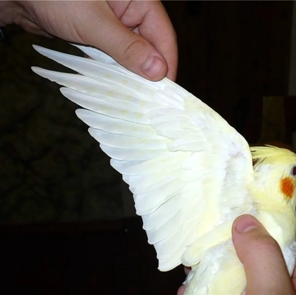 Корелла попугай лютино самец