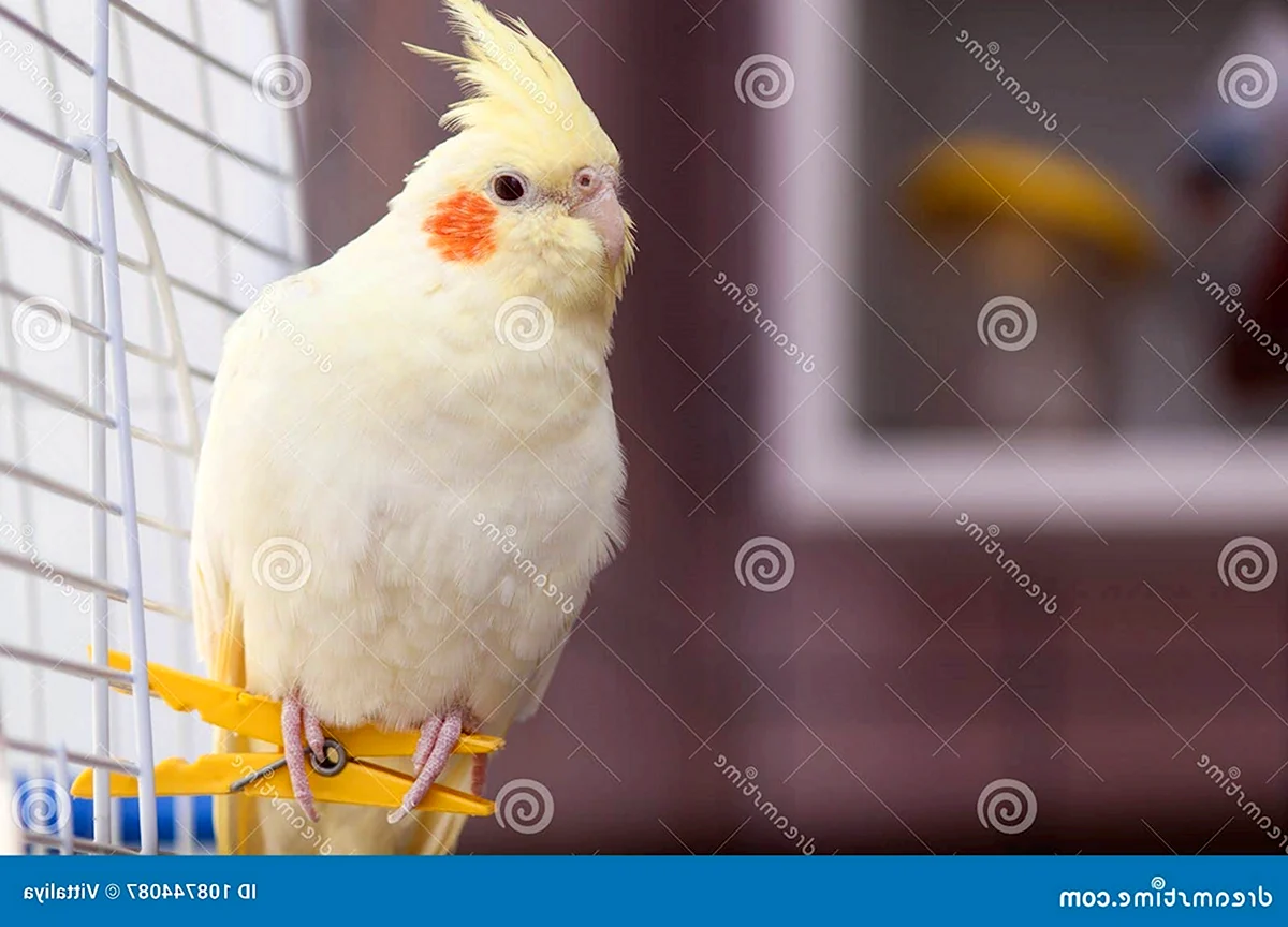 Корелла попугай желтый с красными щечками
