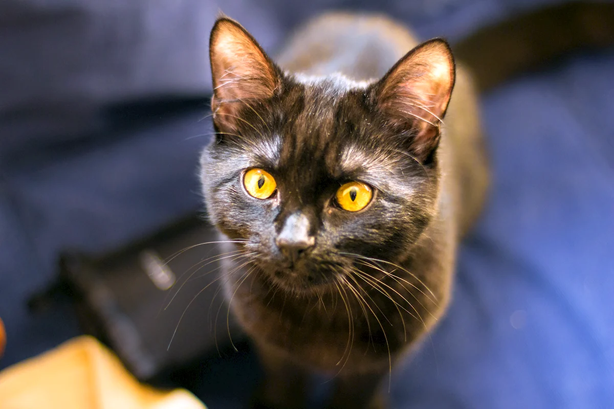 Коричневая кошка с желтыми глазами