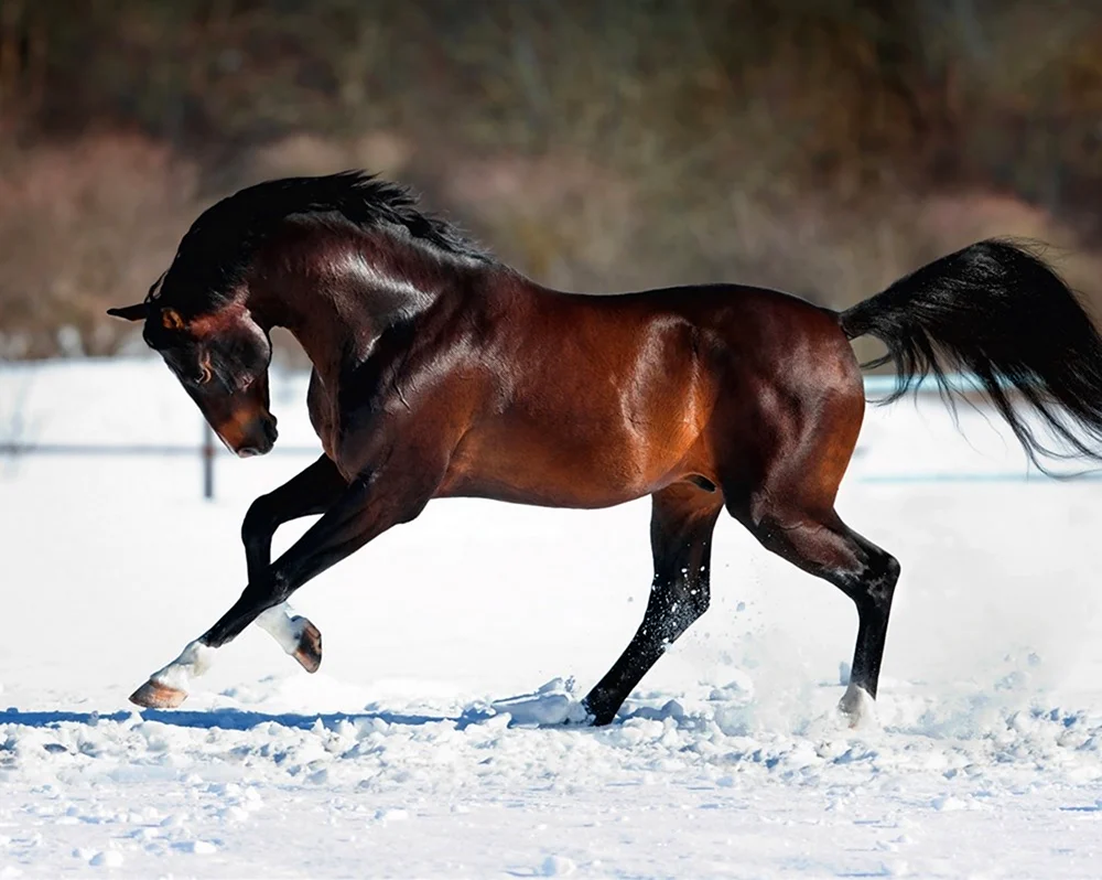 Коричневая лошадь зимой