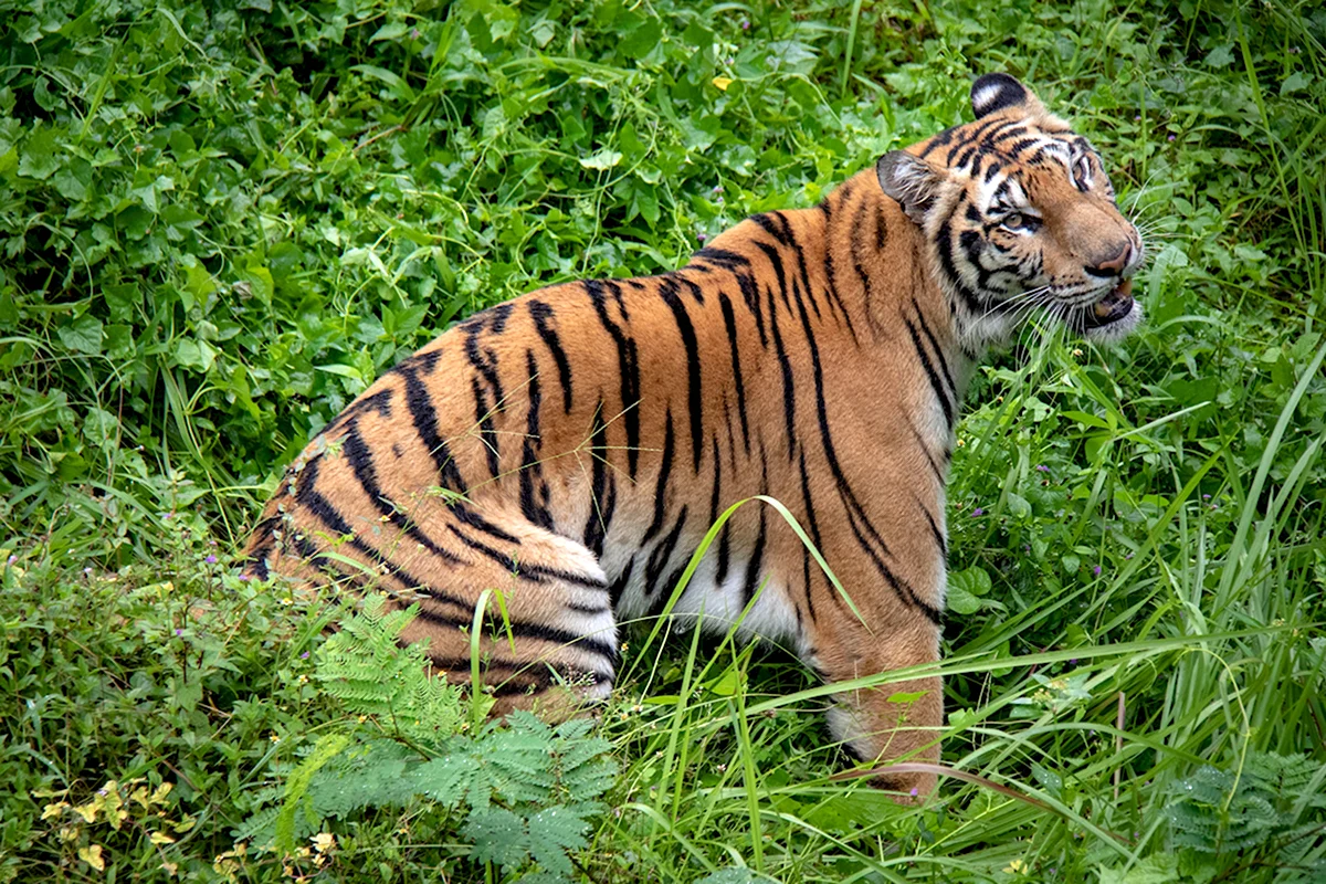 Коричневый тигр