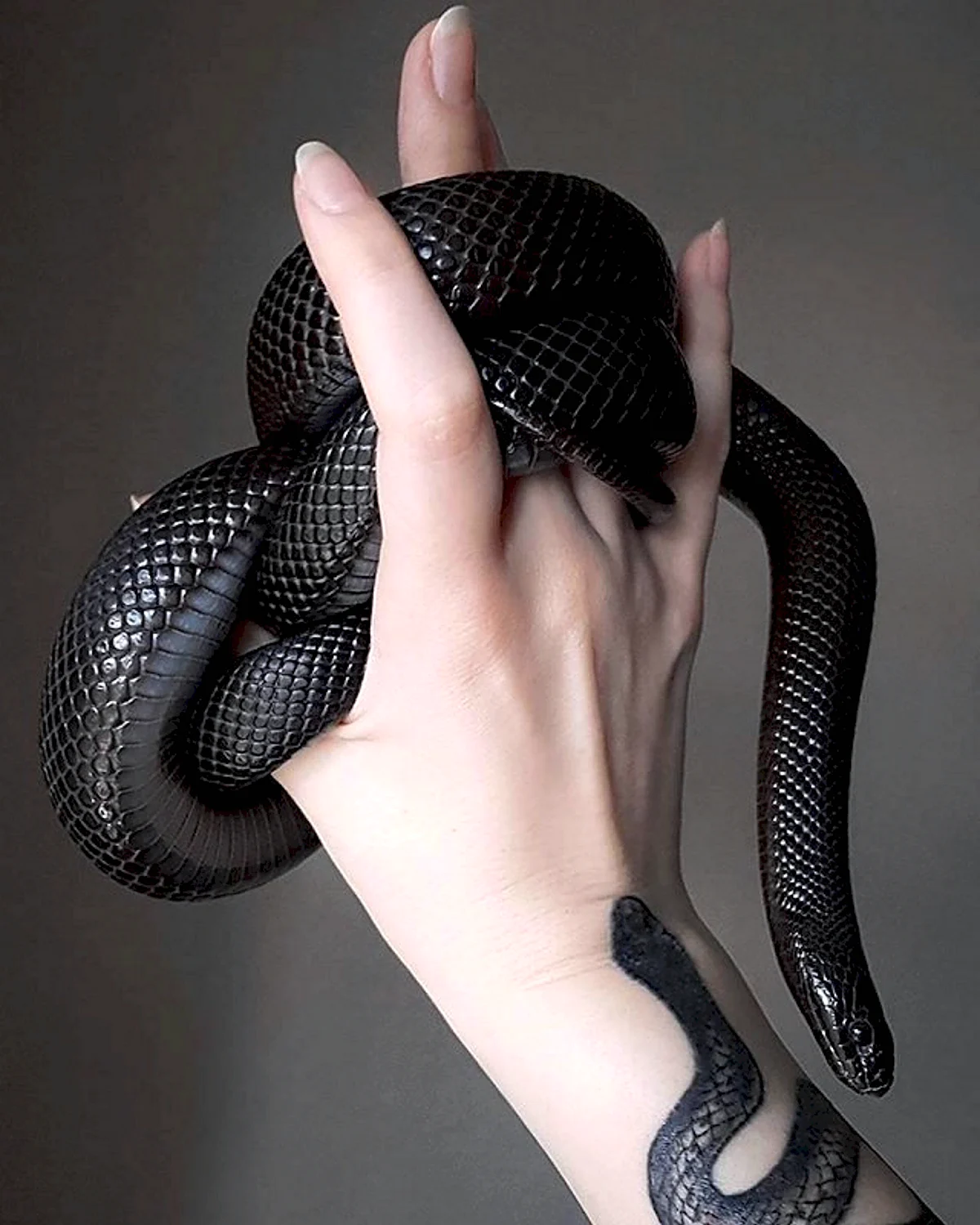 Королевская черная змея Nigrita