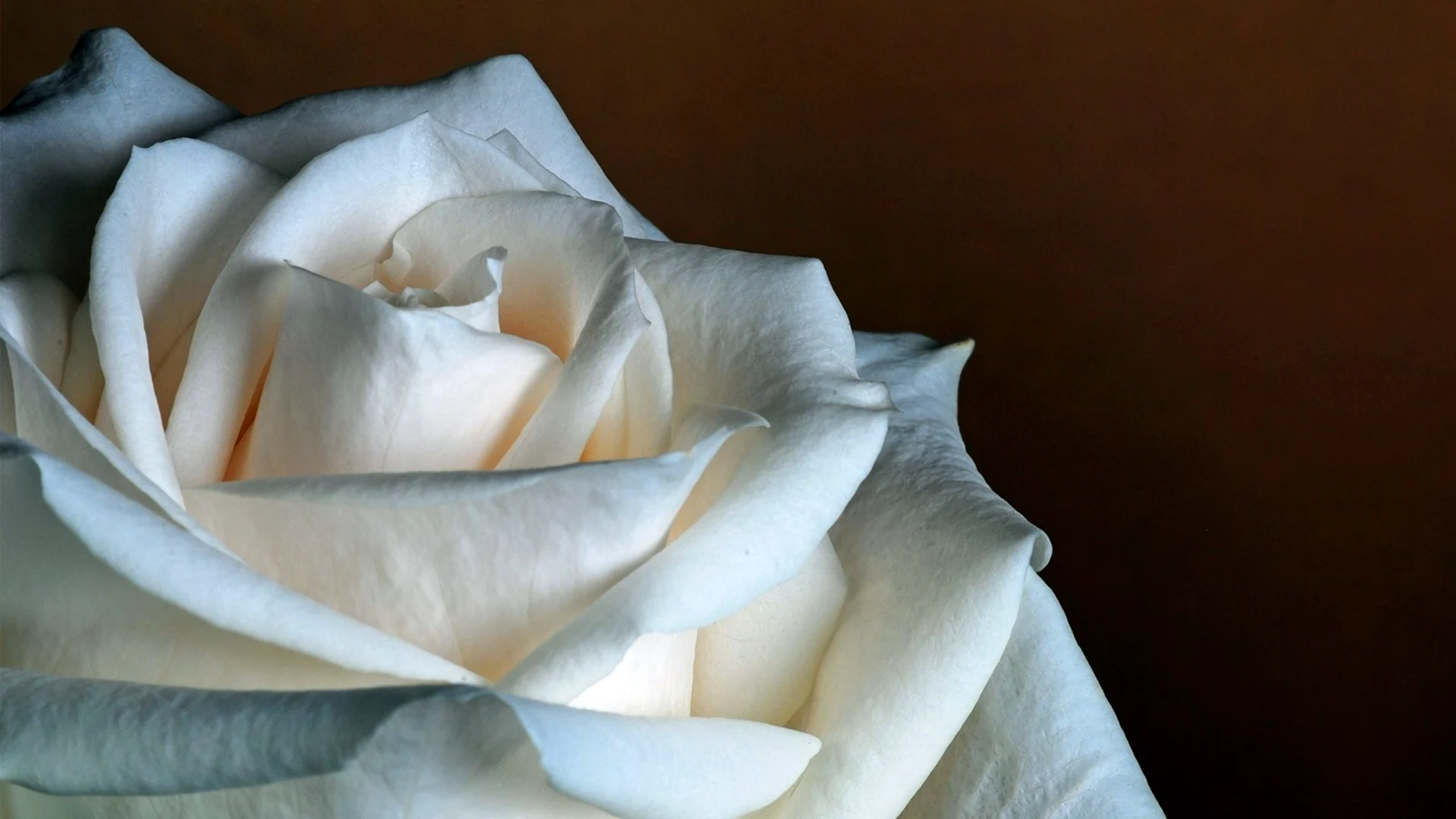 Королевские белые розы