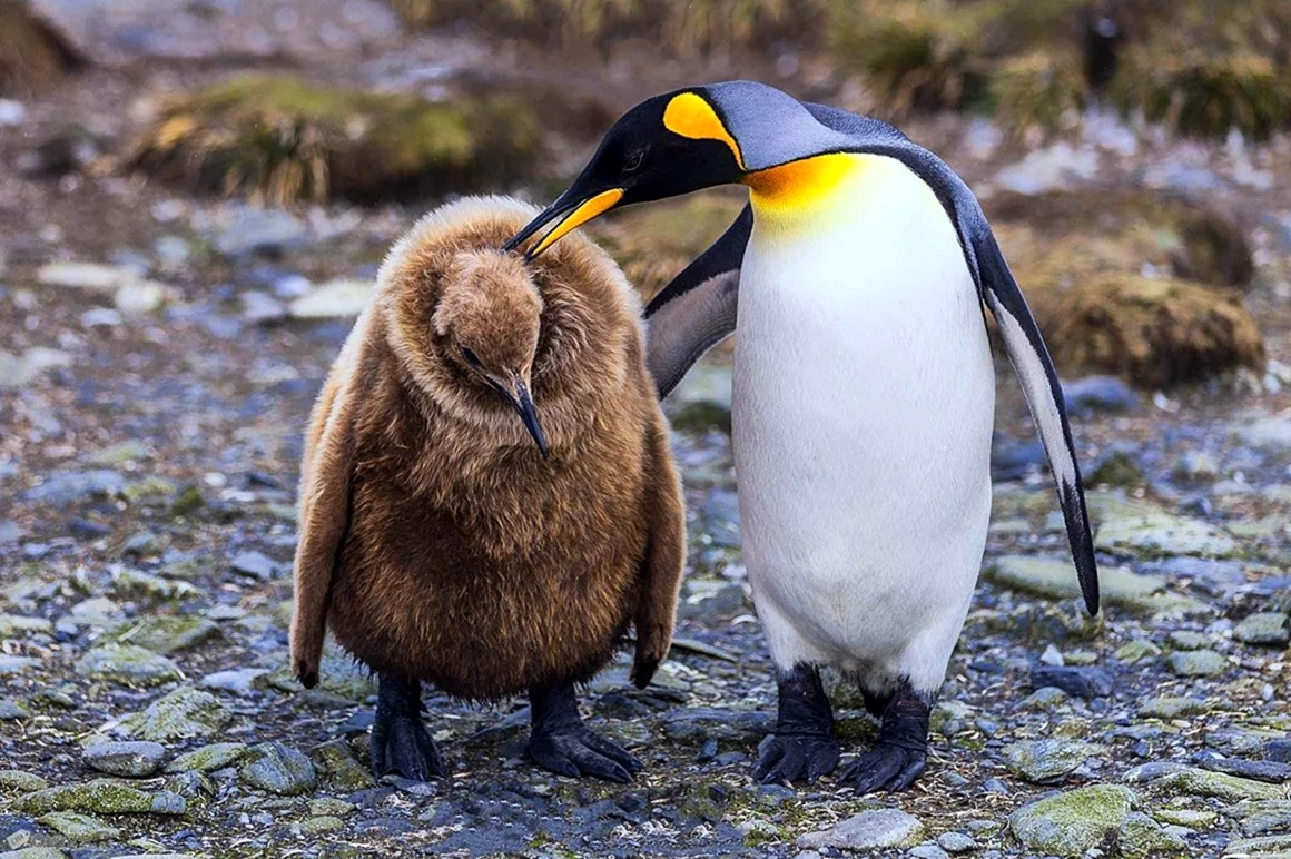 Королевский Пингвин детеныш