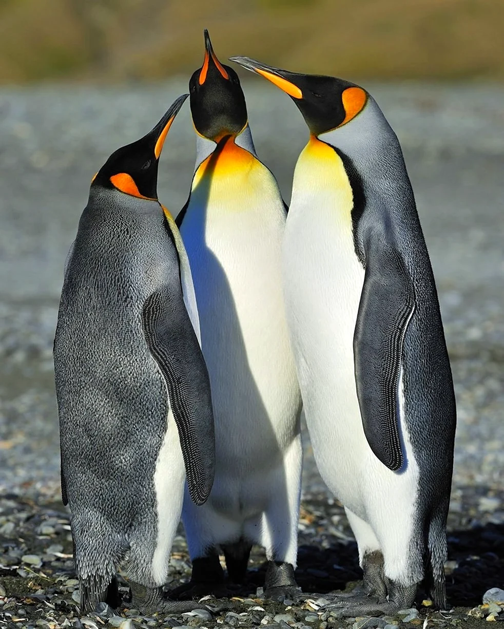 Королевский Пингвин Пингвинообразные