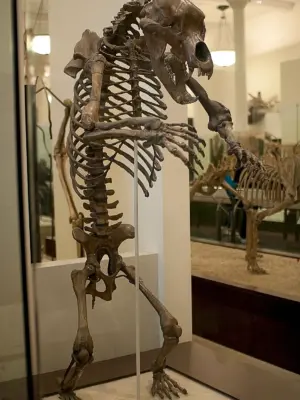 Короткомордый медведь скелет