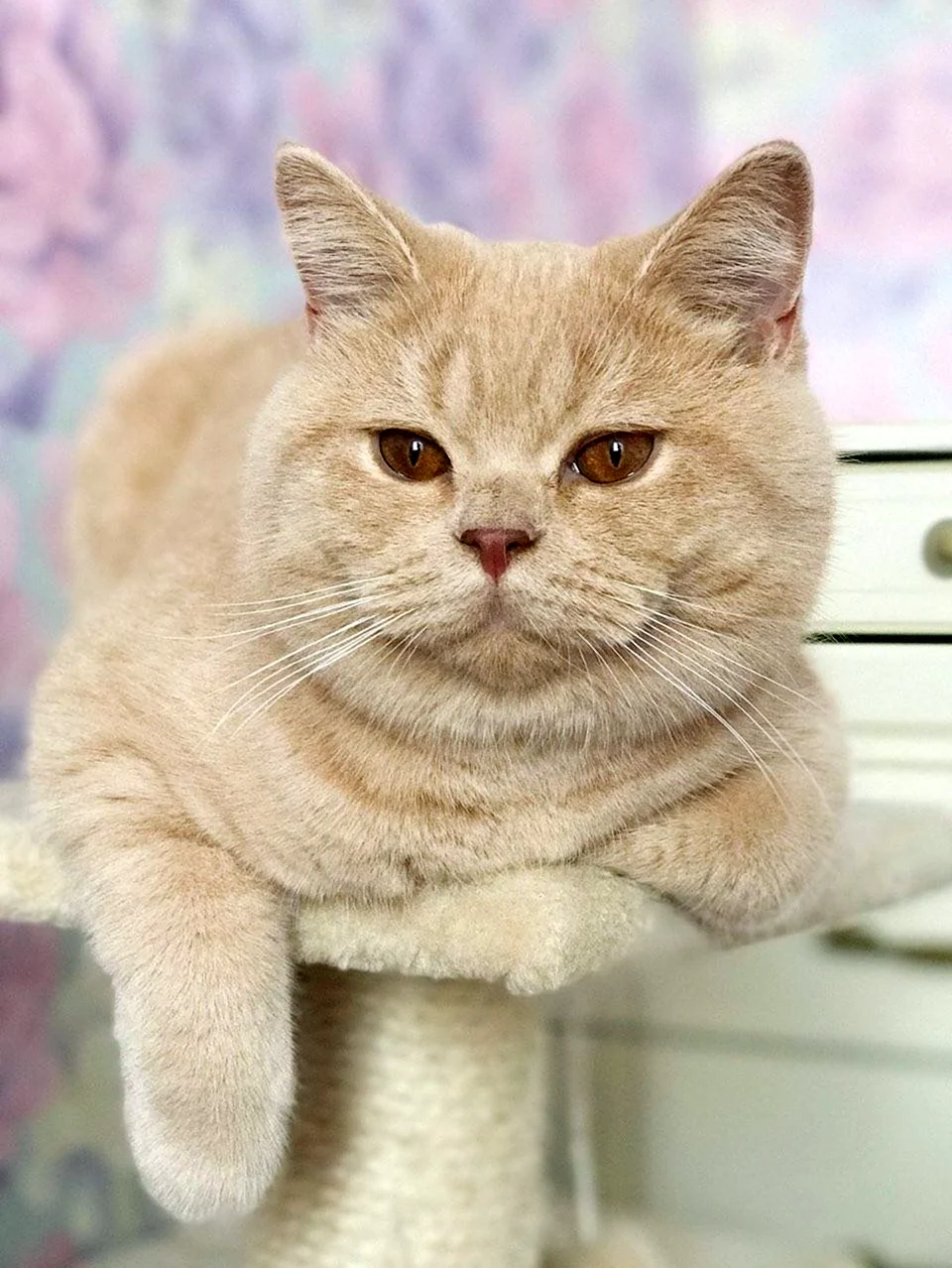 Короткошерстный кремовый кот британский