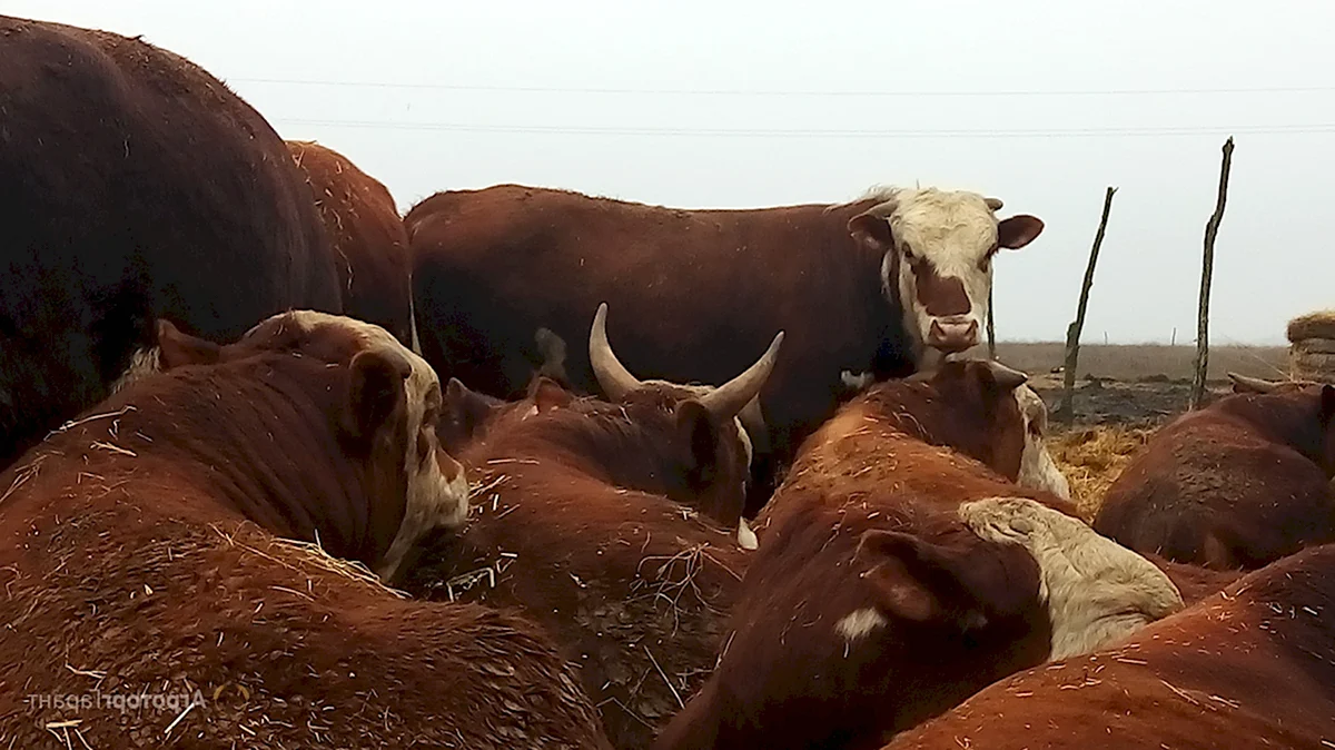 Коровы Герефорд казахская белоголовая