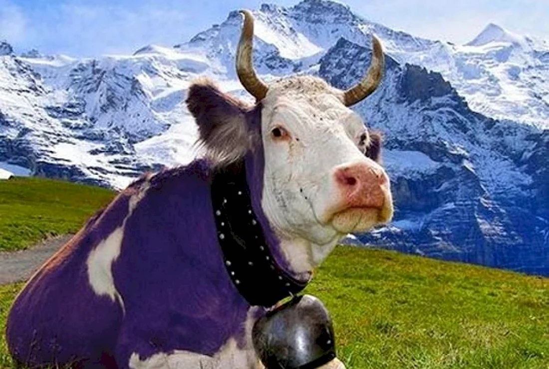 Коровы в Швейцарии Милка