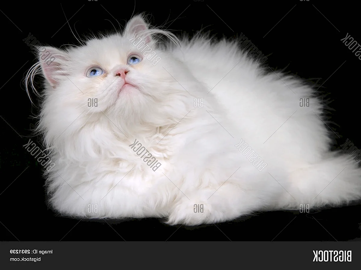 Кошечка Персидская лежит белая