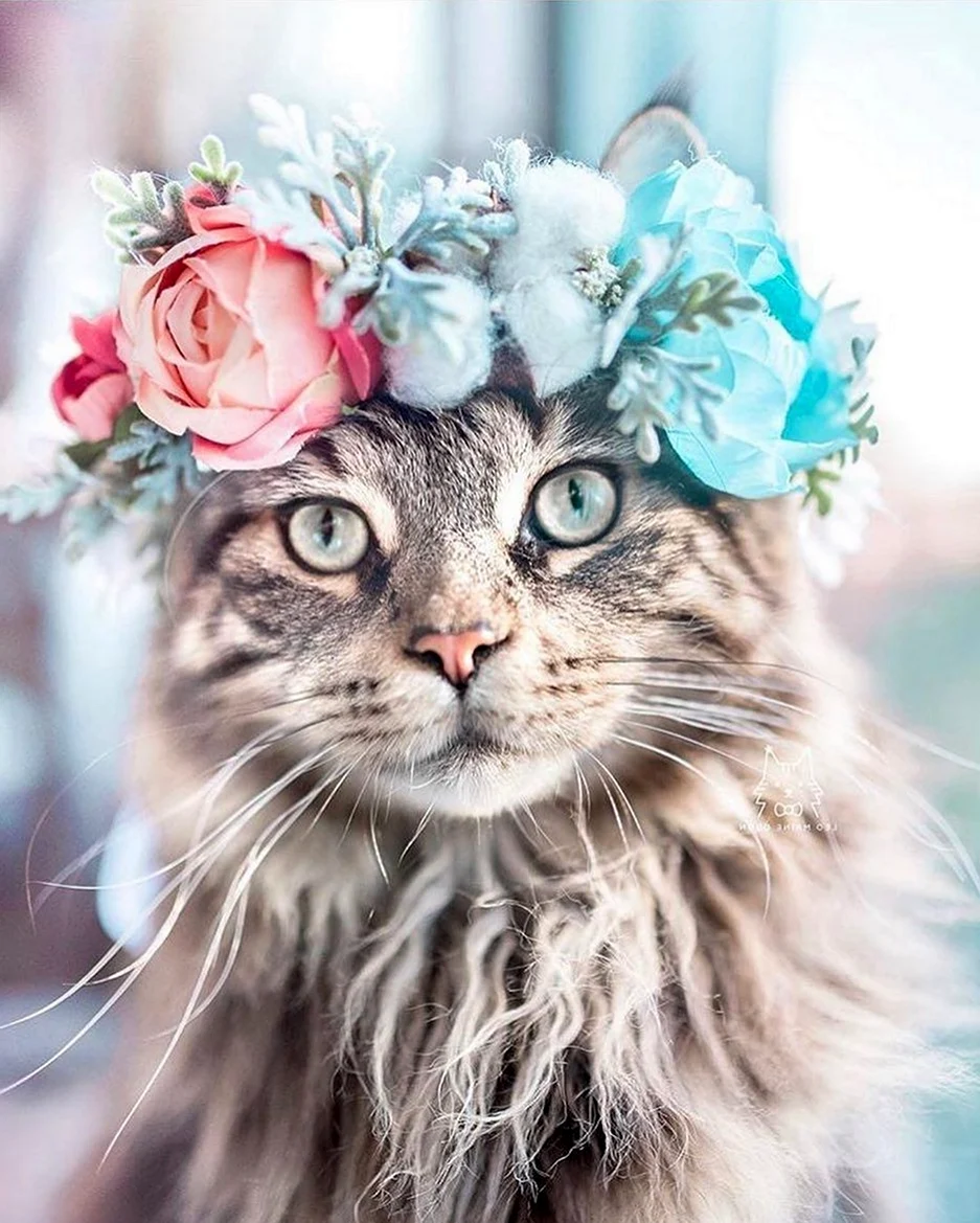 Кошечка с цветами