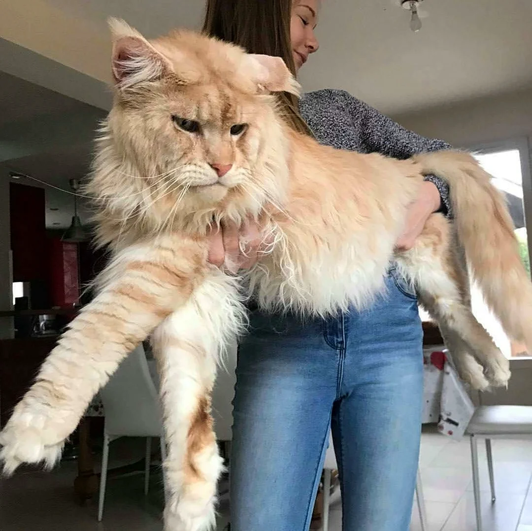 Кошка большая порода майкун
